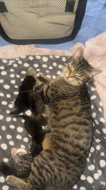 British Shorthair kittens for sale in Northampton, Northamptonshire – 10 weeks old - Image 3 of 3