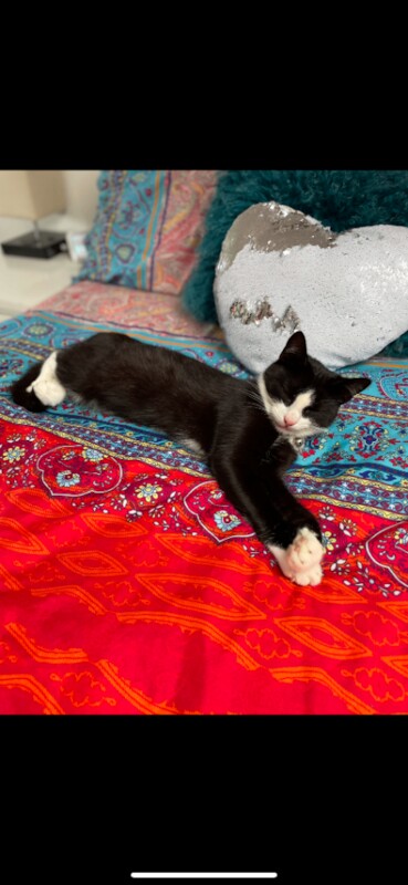 British Shorthair kittens for sale in Whinmoor, West Yorkshire – 4 years old