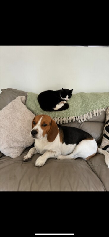 Black and white 4 year old female cat - Image 2 of 3