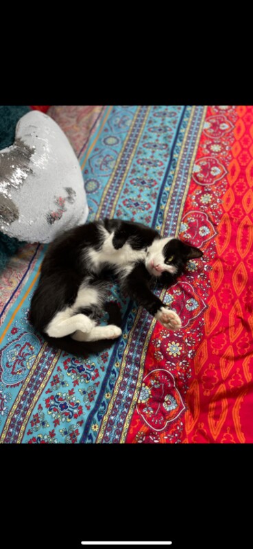 Black and white 4 year old female cat - Image 3 of 3