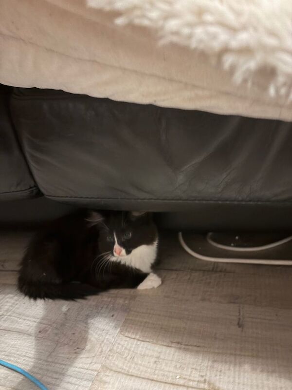 British Shorthair kittens for sale in East London, London – 11 weeks old