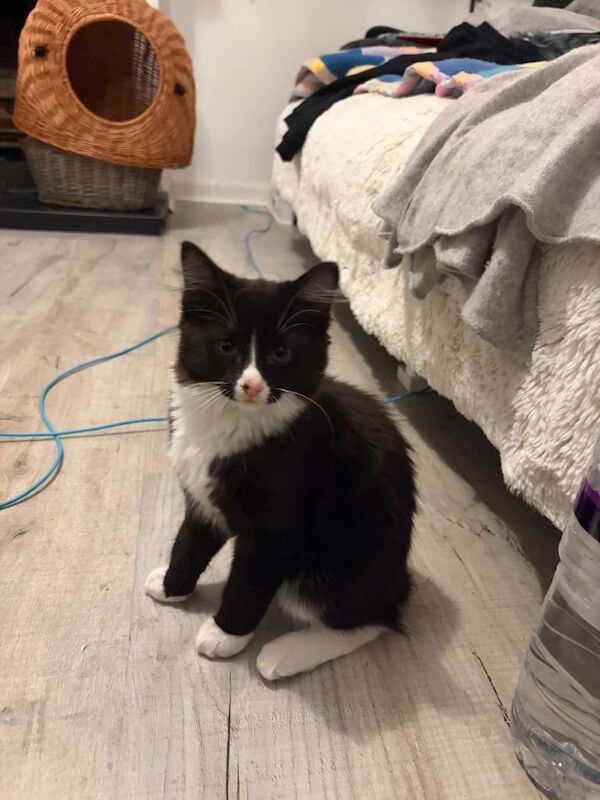 British Shorthair kittens for sale in East London, London – 11 weeks old - Image 2 of 3