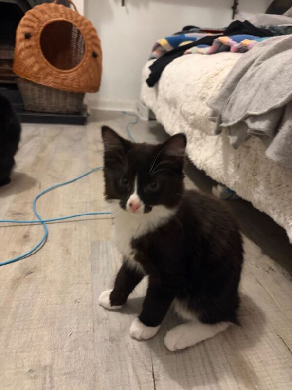 British Shorthair kittens for sale in East London, London – 11 weeks old - Image 3 of 3