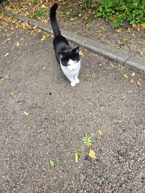 Black and white cat for sale in Stanmore, Greater London