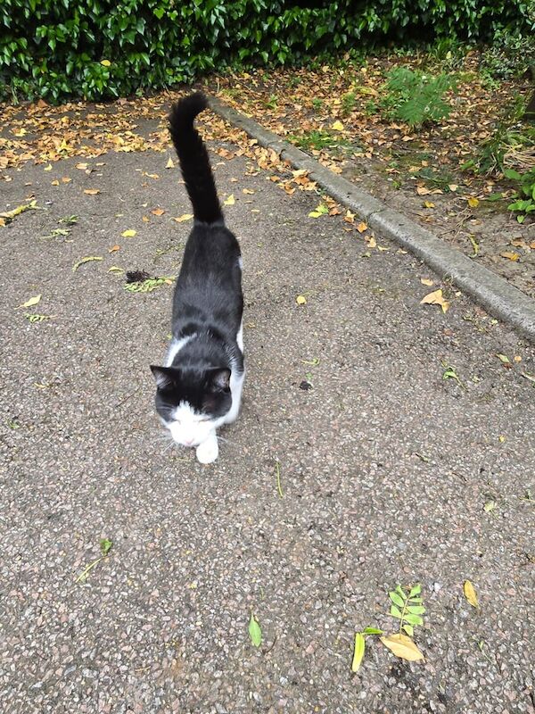 Black and white cat for sale in Stanmore, Greater London | Image 2