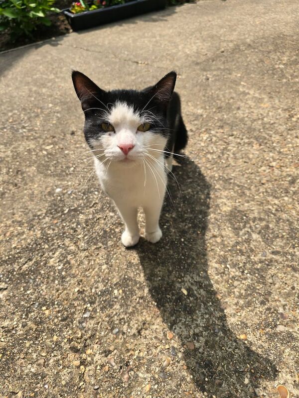 Black and white cat for sale in Stanmore, Greater London | Image 3