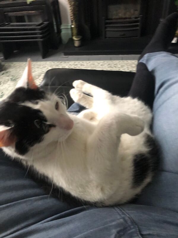 Black and white domestic cat - 3 yr old for sale in Leicester, Leicestershire