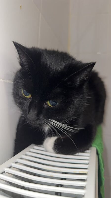 British Shorthair kittens for sale in Bishopbriggs, Dunbartonshire – 2 years old