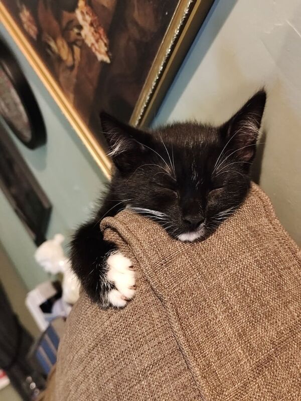 British Shorthair kittens for sale in Southwell, Nottinghamshire – 11 weeks old