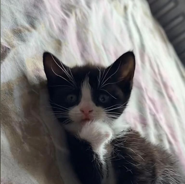 Black and White kitten
