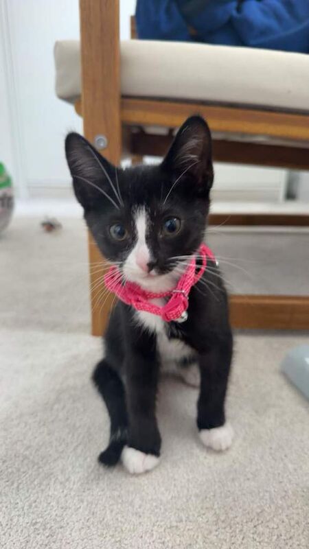 British Shorthair Kittens For Sale Under £300