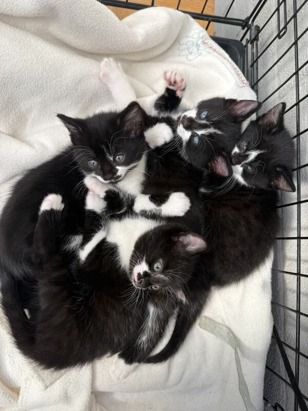 British Shorthair Kittens For Sale Under £300