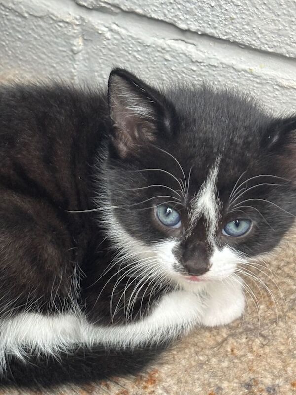 Black and white Kittens - Image 2 of 3