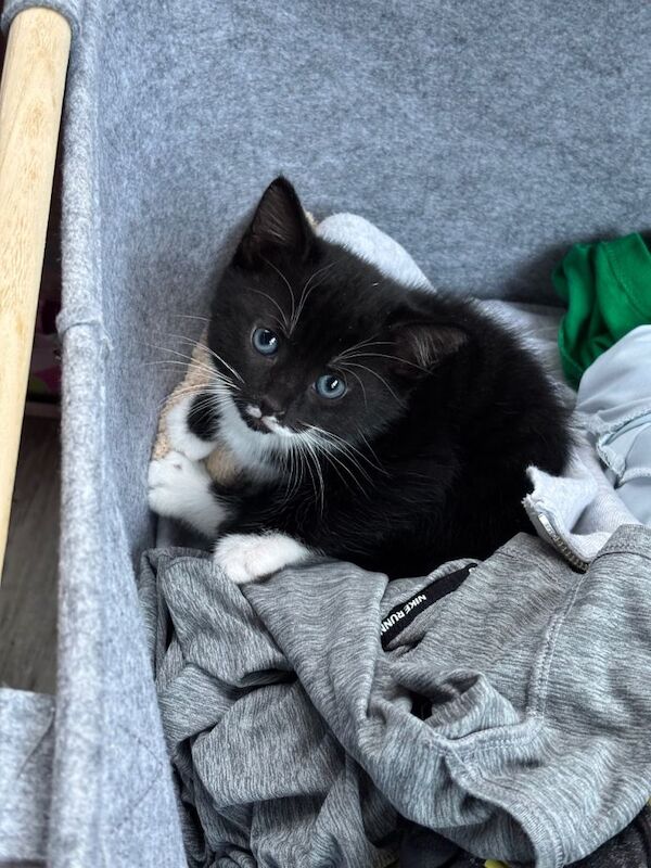 Black and white Kittens - Image 3 of 3