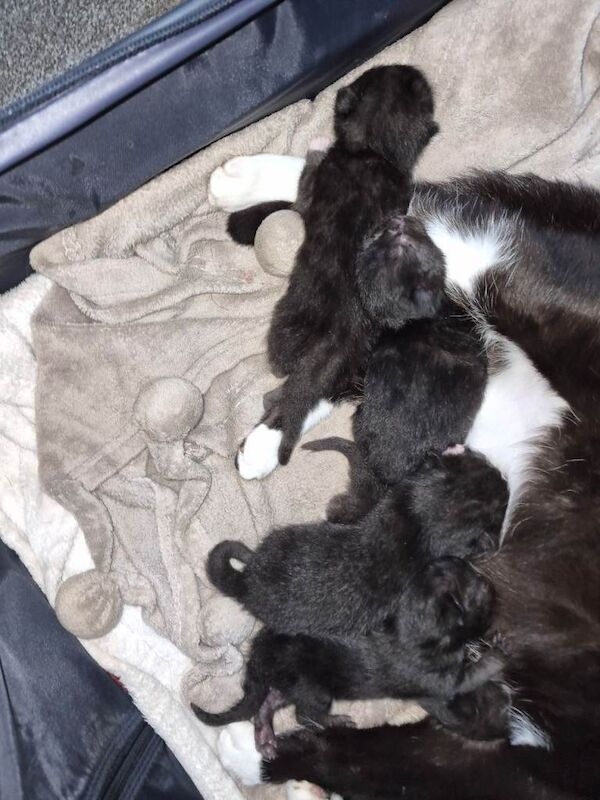 British Shorthair Kittens For Sale