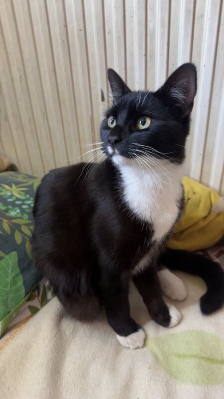 British Shorthair kittens for sale in Doncaster, South Yorkshire – 1 year old - Image 2 of 3