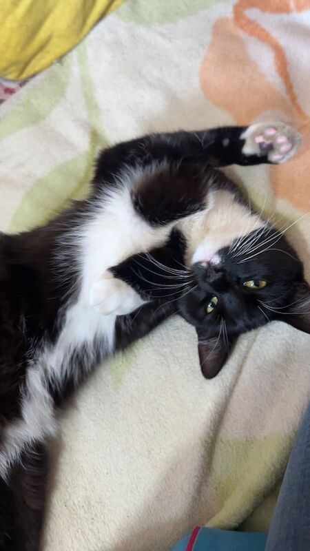 British Shorthair kittens for sale in Doncaster, South Yorkshire – 1 year old - Image 3 of 3