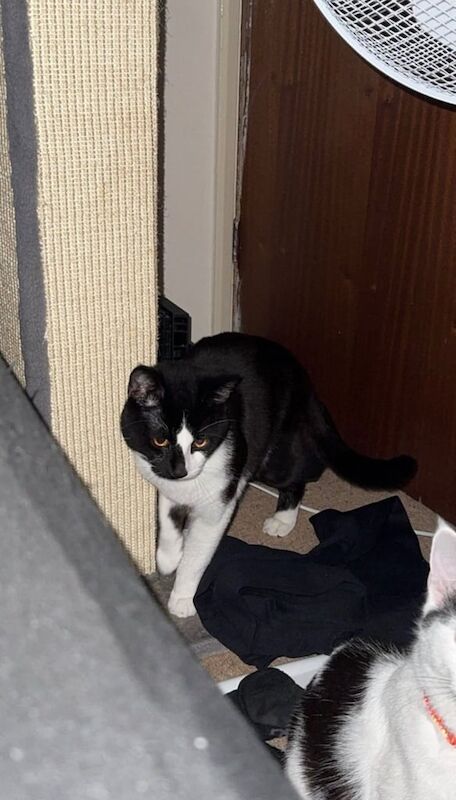 British Shorthair kittens for sale in Knottingley, West Yorkshire – 1 year old