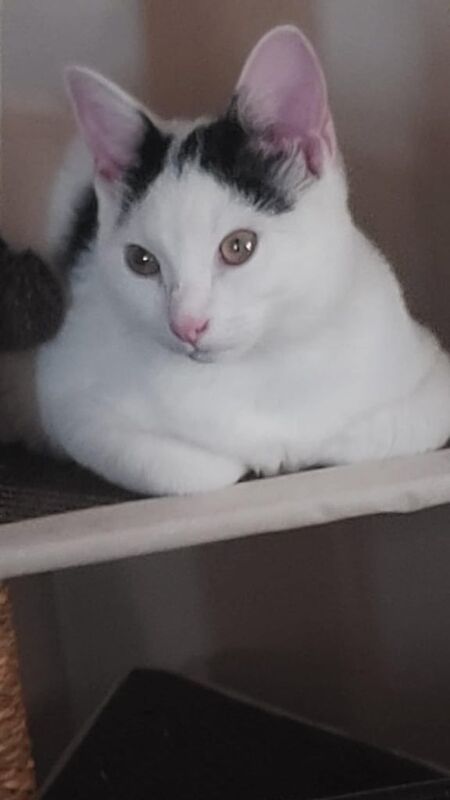 British Shorthair kittens for sale in Kirkburton, West Yorkshire – 5 months old