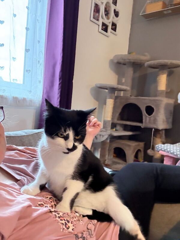 British Shorthair kittens for sale in Melksham, Wiltshire – 7 months old