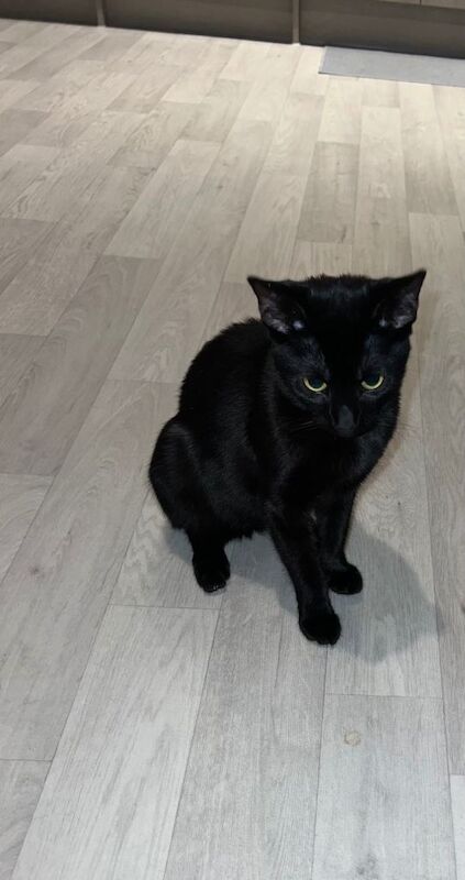 British Shorthair kittens for sale in Kennington, Greater London – 1 year old