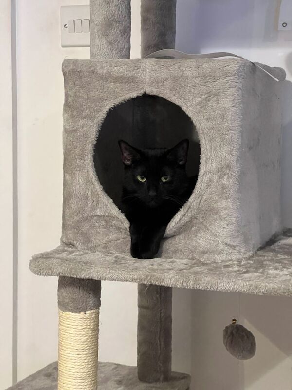 British Shorthair kittens for sale in Kennington, London – 1 year old - Image 2 of 4