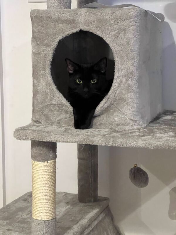 British Shorthair kittens for sale in Kennington, London – 1 year old - Image 3 of 4