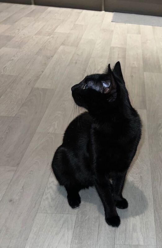 British Shorthair kittens for sale in Kennington, London – 1 year old - Image 4 of 4