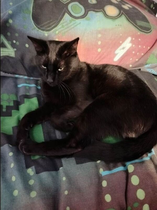 Black cat