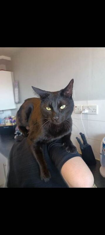 Black cat - Image 2 of 2