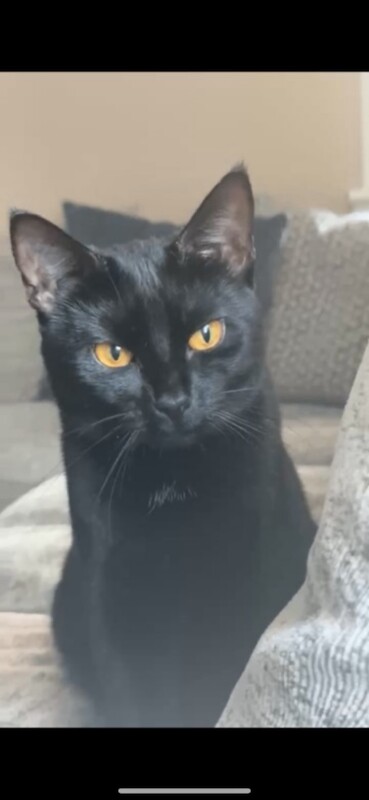 British Shorthair Kittens For Sale