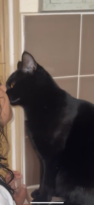 Black domestic cat - Image 2 of 3