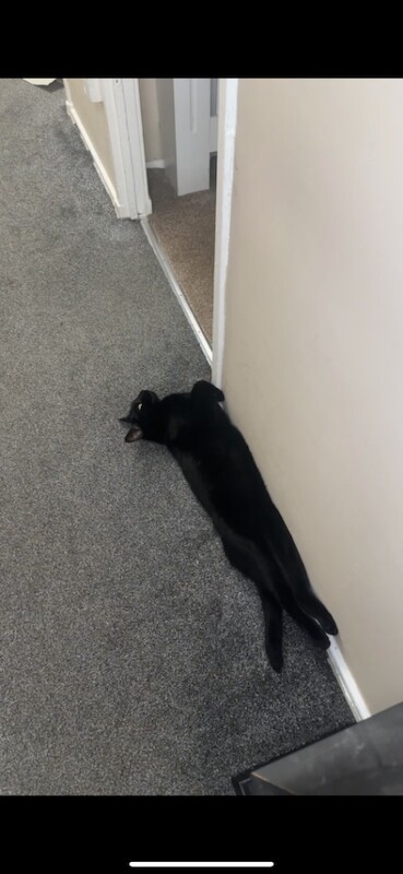 Black domestic cat - Image 3 of 3