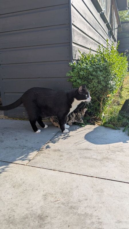 Black female cat for sale - Image 2 of 3