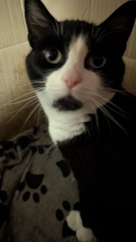 Black female cat for sale - Image 3 of 3