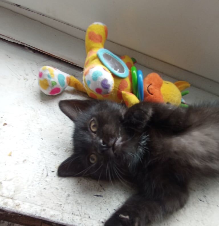 British Shorthair kittens for sale in Battersea, Greater London – 10 weeks old