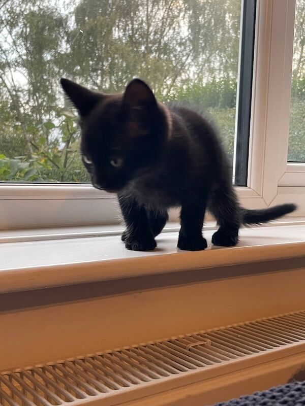 British Shorthair kittens for sale in Guiseley, West Yorkshire – 10 weeks old - Image 5 of 5