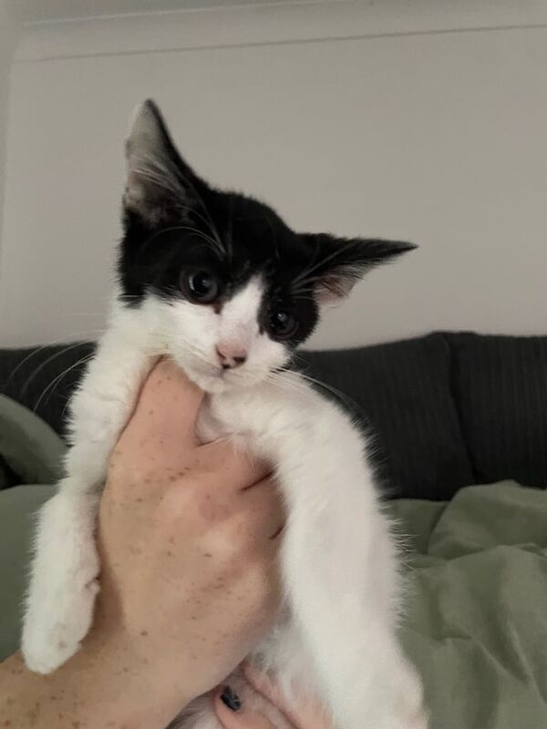 British Shorthair kittens for sale in Calcot, Berkshire – 3 months old