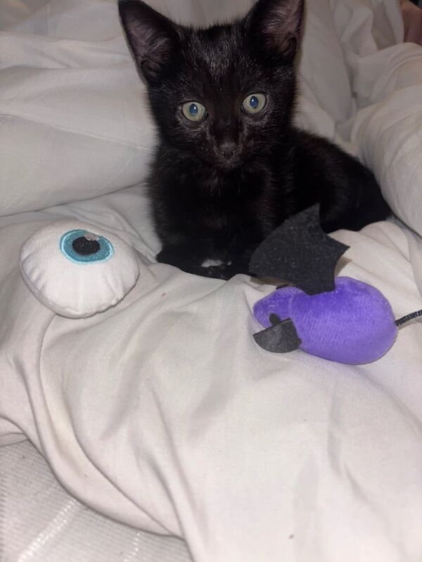 British Shorthair kittens for sale in South Side, City of Edinburgh – 9 weeks old