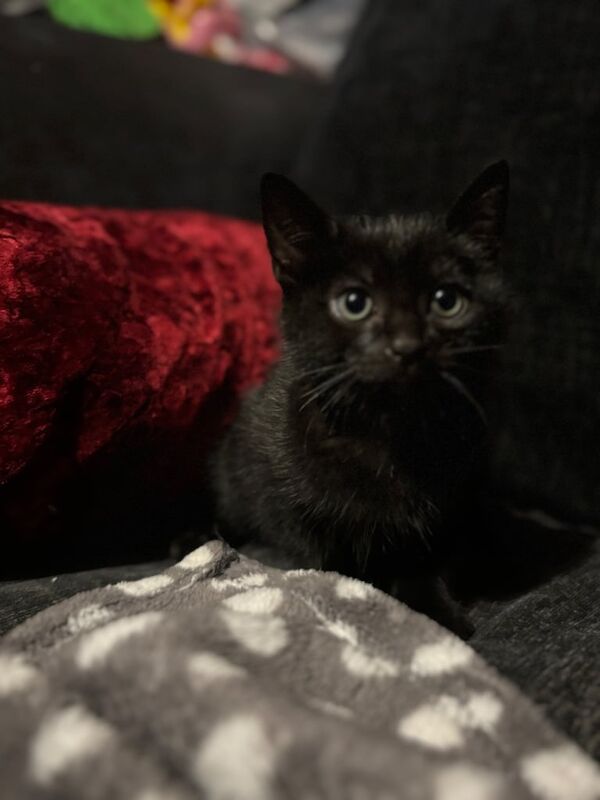 British Shorthair kittens for sale in South Side, City of Edinburgh – 9 weeks old - Image 3 of 3