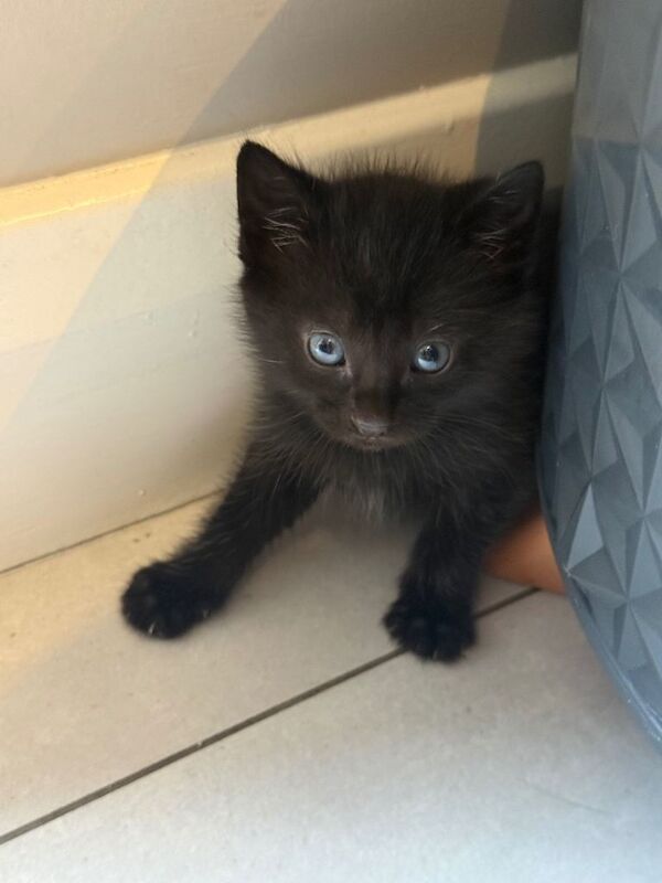 Black kitten british shorthaired mix