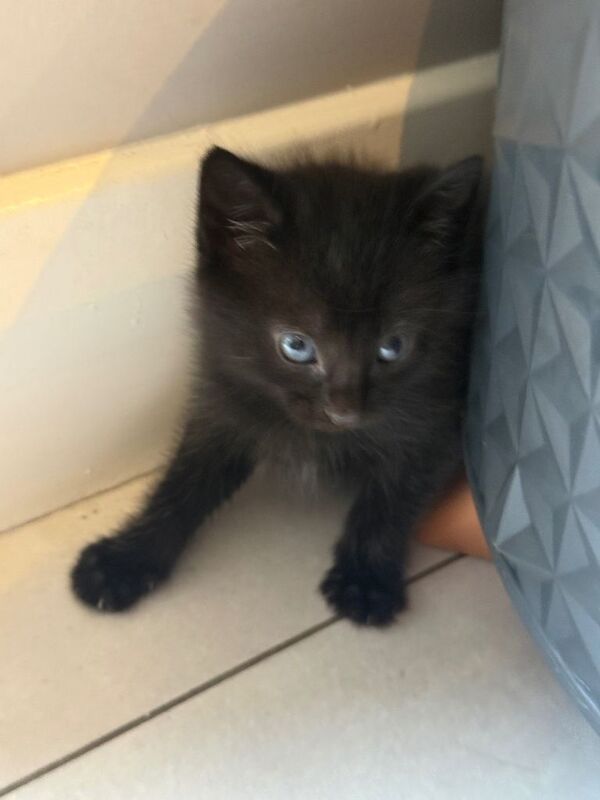 Black kitten british shorthaired mix - Image 2 of 3