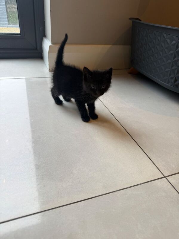 Black kitten british shorthaired mix - Image 3 of 3
