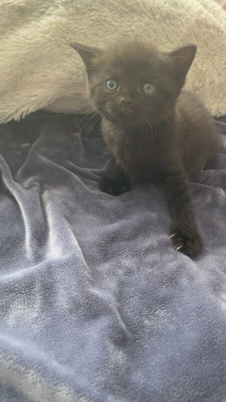 British Shorthair kittens for sale in Chingford, Greater London – 7 weeks old
