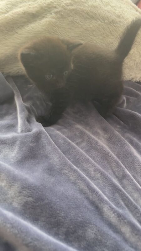 British Shorthair kittens for sale in Chingford, Greater London – 7 weeks old - Image 2 of 3