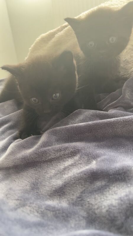 British Shorthair kittens for sale in Chingford, Greater London – 7 weeks old - Image 3 of 3
