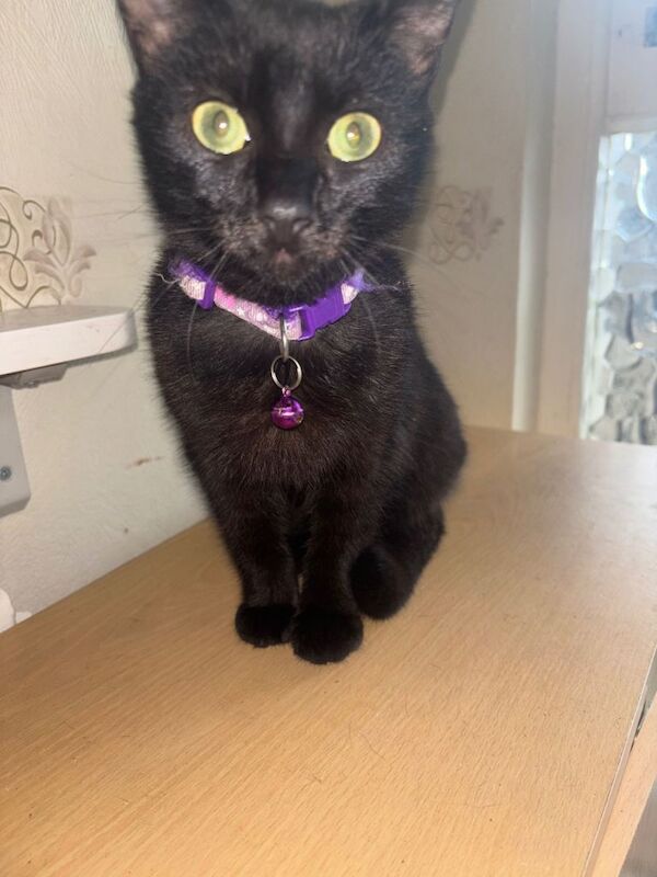 British Shorthair Kittens For Sale Under £300