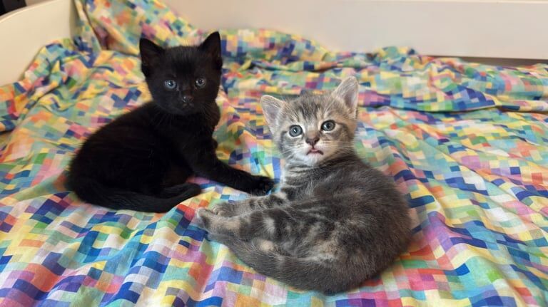 Black male , white and grey female kittens for sale in Bramhope, West Yorkshire