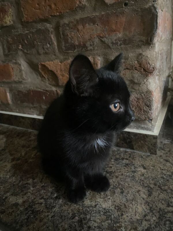 British Shorthair kittens for sale in Ashton-under-Lyne, Greater Manchester – 3 months old