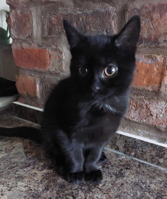 British Shorthair kittens for sale in Ashton-under-Lyne, Greater Manchester – 3 months old - Image 2 of 4